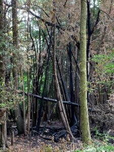 Maitland Woods Burned